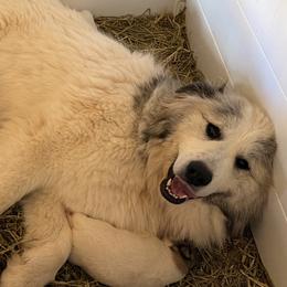 Mila - Great Pyrenees