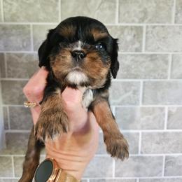 Cream - Black and tan female Cavalier King Charles Spaniel puppy in Caledonia, Michigan from Magnolia Acres