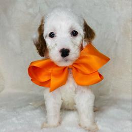 Orange Collar - Parti female Goldendoodle puppy in Miami, Florida from GoldStar Doodles USA