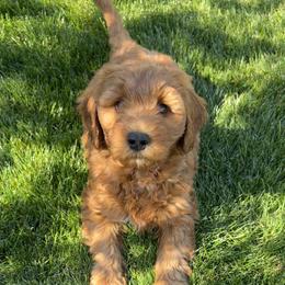 Aspen's Pink Female - Apricot female Goldendoodle puppy in Great Falls, Montana from Montana Goldendoodles