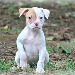American Bulldog and French Bulldog Puppies from Blackwell's American & French Bulldogs