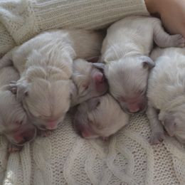 Goldendoodle and Golden Retriever Puppies from Magical Goldens