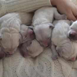 Goldendoodle and Golden Retriever Puppies from Magical Goldens