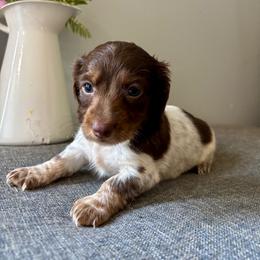 Prince George - Piebald male Dachshund puppy in Aiken, South Carolina from State Eight Dachshunds