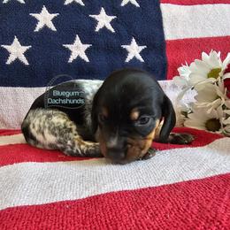 Sabrina black pie girl 2 - Piebald female Dachshund puppy in Herald, California from Bluegum Dachshunds