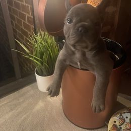 French Bulldog Puppies from Luxury French Bulldogs