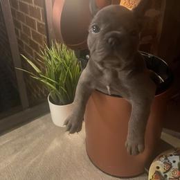 French Bulldog Puppies from Luxury French Bulldogs