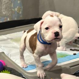 Bailey - Boy 1 - dark Blue - heart on side - White male Boxer puppy in Nashville, Tennessee from Best Friends over 20+ years experience