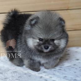 Teddy - Cream sable male Pomeranian puppy in Kingston, Georgia from Southern Charm Poms