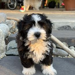 Havanese Puppies from Cielo Havanese