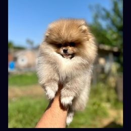 Sushi girl - Orange female Pomeranian puppy in Bonadelle Ranchos, California from Strawberry Puppies