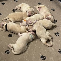 Golden Retriever Puppies from Ruff Life Goldens