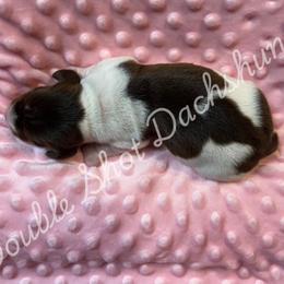 Libby - Piebald female Dachshund puppy in Haughton, Louisiana from Double Shot Dachshunds