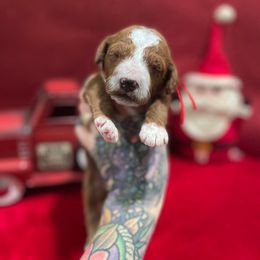 Jingle - Red Collar Boy - Red  male Goldendoodle puppy in Roseburg, Oregon from Dbos Furry Friends