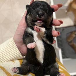 Bernardo (Bernie) - Black and tan male Shiba Inu puppy in Racine, Wisconsin from Belle City Shibas