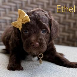 Yellow Collar - Chocolate female Goldendoodle puppy in Blanchard, Oklahoma from Dream Doodles by Dondi