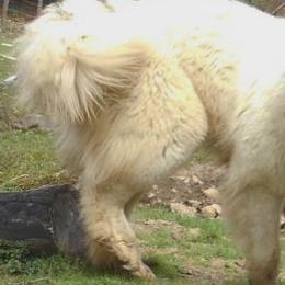 Pilot - Great Pyrenees