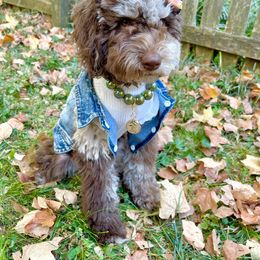 Australian Labradoodle, Cavapoo, and Cockapoo Puppies from Faith, Hope, and Doodles