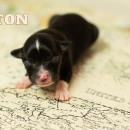 Boston - Black tri male Miniature Australian Shepherd puppy in Waco, Texas from Blue Rain Aussies