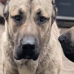 Lena - Anatolian Shepherd Dog