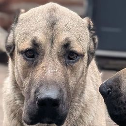 Lena - Anatolian Shepherd Dog