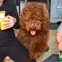 Rex - Poodle