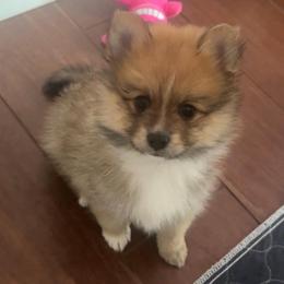 Jasper - Orange sable male Pomeranian puppy in Ocala, Florida from Roxy's Pomeranian Puppies