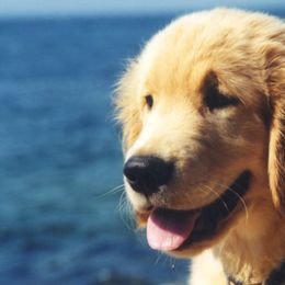 Golden Retrievers from Kisamore Goldens