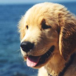 Golden Retrievers from Kisamore Goldens
