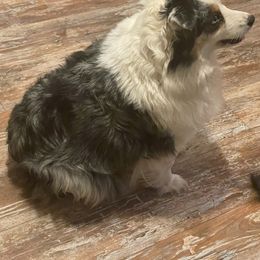 Cookie - Miniature Australian Shepherd