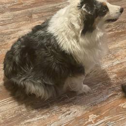 Cookie - Miniature Australian Shepherd
