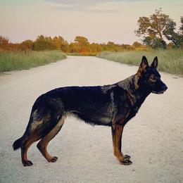 German Shepherds from Nine Realms German Shepherds