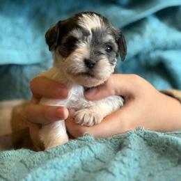 Bella - Parti female Miniature Schnauzer puppy in Ferndale, Washington from Blackhorse Schnauzers Washington state