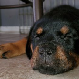 Rottweiler Puppies from Black Jade Rottweilers