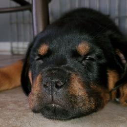 Rottweiler Puppies from Black Jade Rottweilers