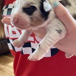 Australian Shepherd Puppies from Westrip Angus & Aussies