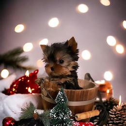 Yorkshire Terrier Puppies from Yorkies Kisses