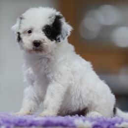 Jonah - White male Lagotto Romagnolo puppy in Seymour, Missouri from Terra Incognita