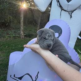 Voodoo - Blue male Chinese Shar-Pei puppy in Auburn, Kansas from Justin's Chinese Shar-Pei