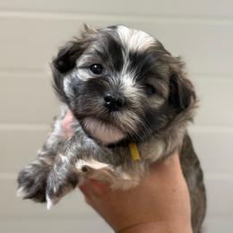 Yellow Collar (Yoshi) - Gold sable male Havanese puppy in Silverton, Oregon from PNW Havanese