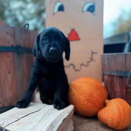 Juniper - Black female Labrador Retriever puppy in Sweet Home, Oregon from Knotty Creek Labradors