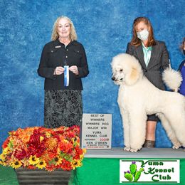 Poodle All Grown Up from Audysey Poodles
