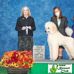Poodle All Grown Up from Audysey Poodles