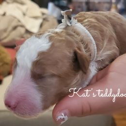 Goldendoodle puppies from Kat's Teddydoodles