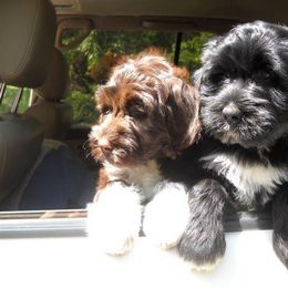 Portuguese Water Dog Puppies from Biddlebrook PWD