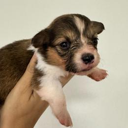 Girl 1 - Red female Pembroke Welsh Corgi puppy in Missouri from Cooler Farms Corgis