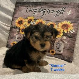Gunnar - Black and tan male Yorkshire Terrier puppy in Forest, Virginia from Majestic Touch Kennels and Pet Services