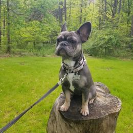 Star - French Bulldog