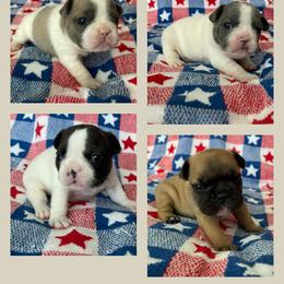French Bulldog Puppies from The Frenchie Lady Co.