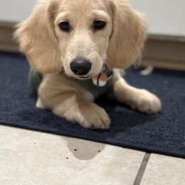 Dachshund Puppies from Chilidog Dachshunds